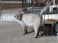 chatons Ragdoll Snowshoes - Photo 8