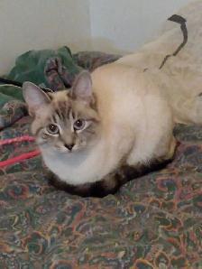 chatons Ragdoll Snowshoes - Photo 9