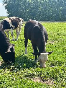 Angus-Simmental Bull