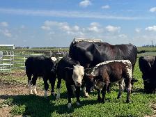 Angus-Simmental Bull - Photo 2
