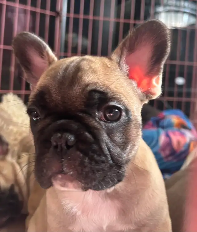 French Bulldog Puppies