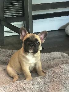 French Bulldog Puppies - Photo 2