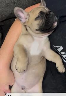 French Bulldog Puppies - Photo 3