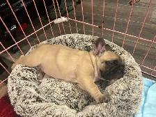 French Bulldog Puppies - Photo 4
