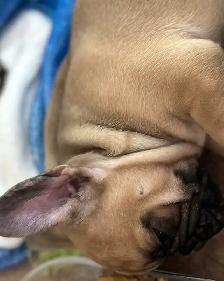 French Bulldog Puppies - Photo 5