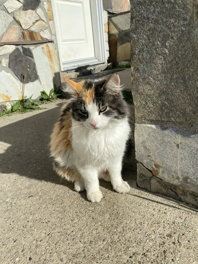 missing cat in Warburg area