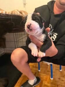 Fresh litter of Dogo puppies - Photo 2
