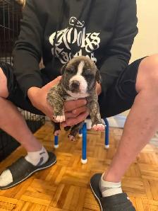 Fresh litter of Dogo puppies - Photo 3
