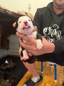 Fresh litter of Dogo puppies - Photo 4