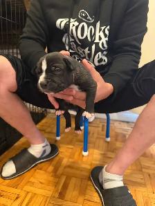 Fresh litter of Dogo puppies - Photo 5
