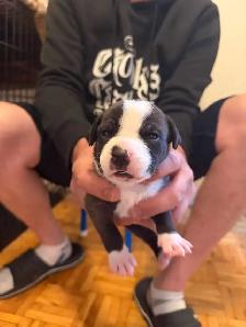 Fresh litter of Dogo puppies - Photo 6