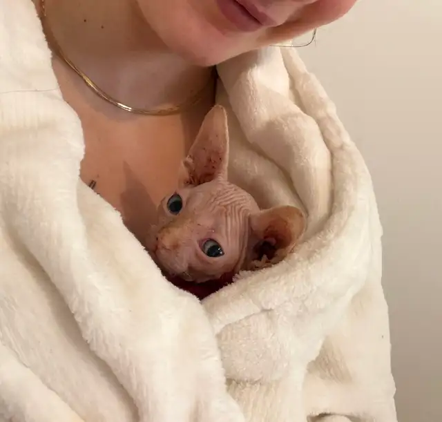 chaton spynx