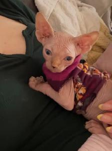 chaton spynx - Photo 3