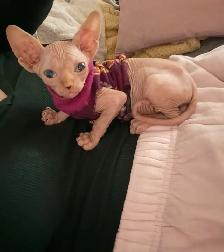 chaton spynx - Photo 4