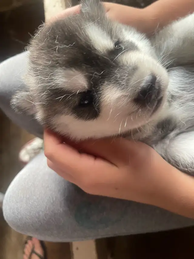 Husky Puppy-1 male left