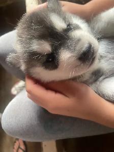 Husky Puppy-1 male left