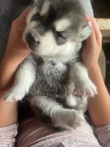 Husky Puppy-1 male left - Photo 2