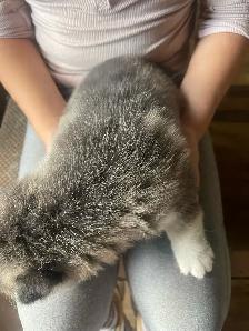 Husky Puppy-1 male left - Photo 3
