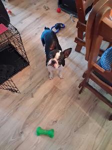Chien à vendre Boston Terrier