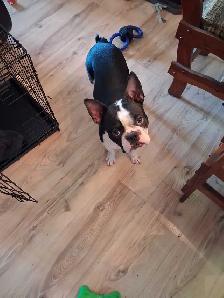 Chien à vendre Boston Terrier - Photo 2