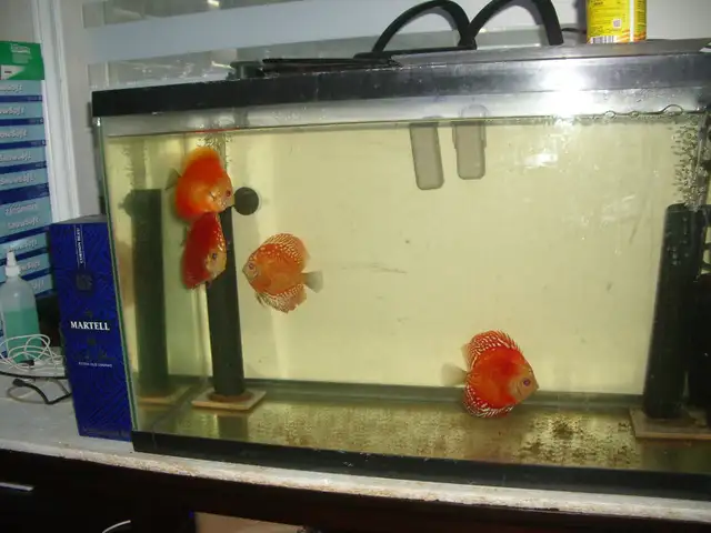 FOR SALE 4 RED DISCUS 5 TO 6 INCH $250