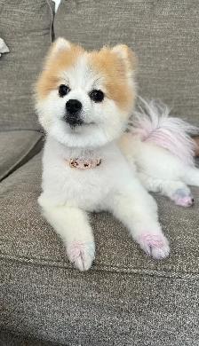 Dog grooming - Photo 2
