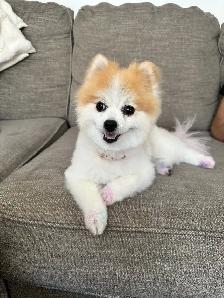 Dog grooming - Photo 3