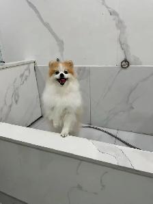 Dog grooming - Photo 4