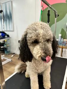 Dog grooming - Photo 5