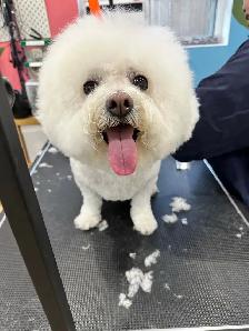Dog grooming - Photo 6
