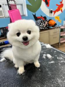 Dog grooming - Photo 7