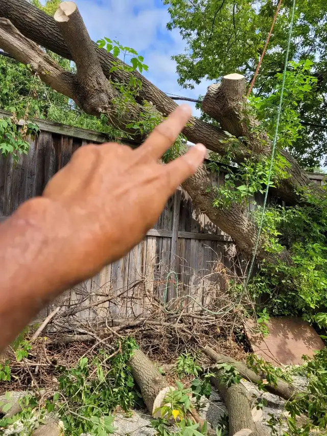 tree workers  hooklift  operator hooklift drivers ii