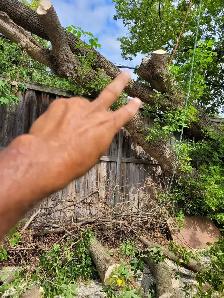 tree workers  hooklift  operator hooklift drivers ii