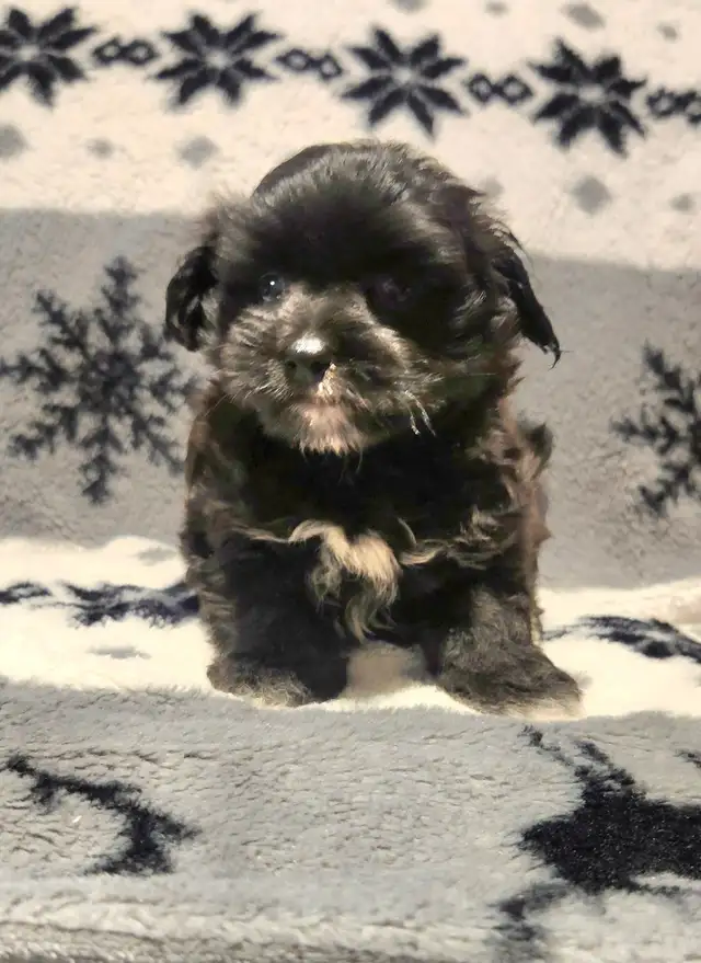 1 Chiot femelle morkie, environ 6lbs lorsque adulte