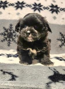 1 Chiot femelle morkie, environ 6lbs lorsque adulte