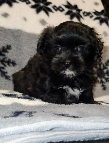 1 Chiot femelle morkie, environ 6lbs lorsque adulte - Photo 2