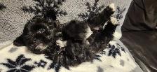 1 Chiot femelle morkie, environ 6lbs lorsque adulte - Photo 3