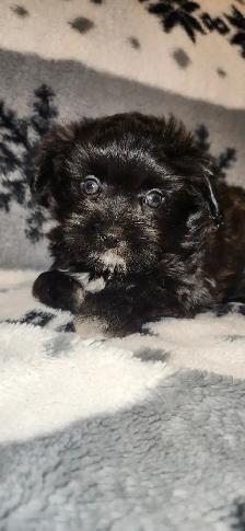 1 Chiot femelle morkie, environ 6lbs lorsque adulte - Photo 4