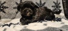 1 Chiot femelle morkie, environ 6lbs lorsque adulte - Photo 5