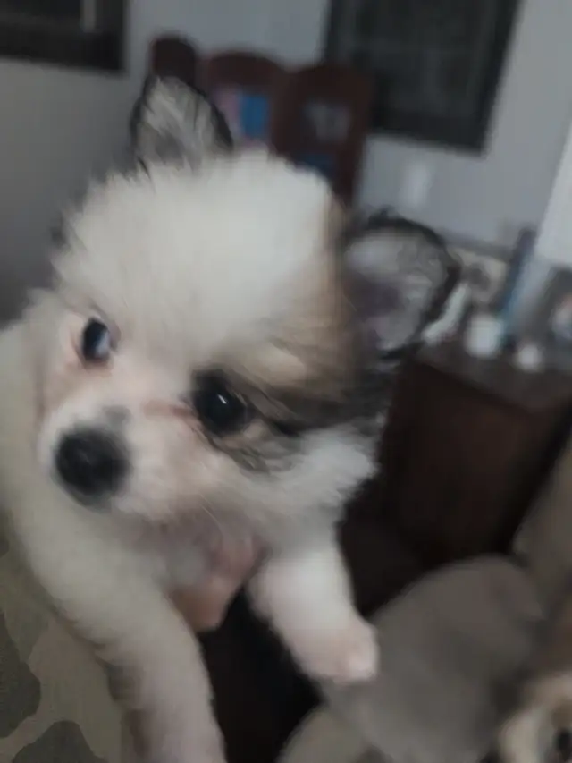 4 beautiful Poms for adoption
