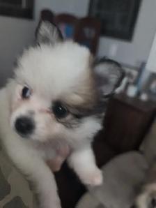 4 beautiful Poms for adoption