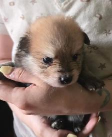 4 beautiful Poms for adoption - Photo 2