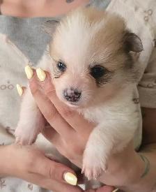 4 beautiful Poms for adoption - Photo 3
