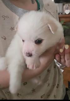 4 beautiful Poms for adoption - Photo 4