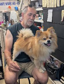 4 beautiful Poms for adoption - Photo 5