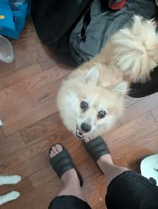 4 beautiful Poms for adoption - Photo 6