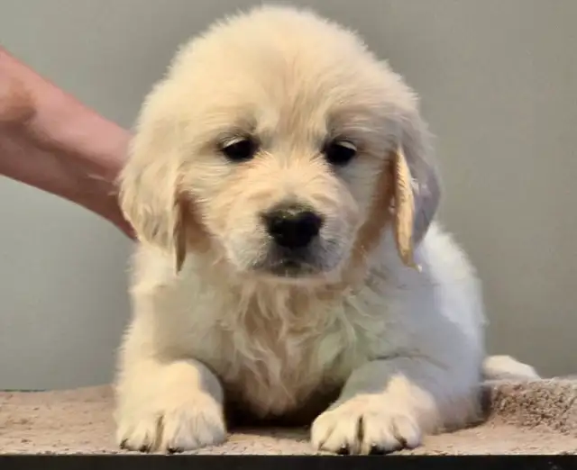 Golden Retriever puppy