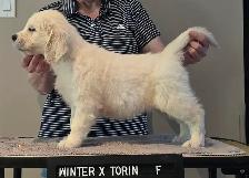 Golden Retriever puppy - Photo 2