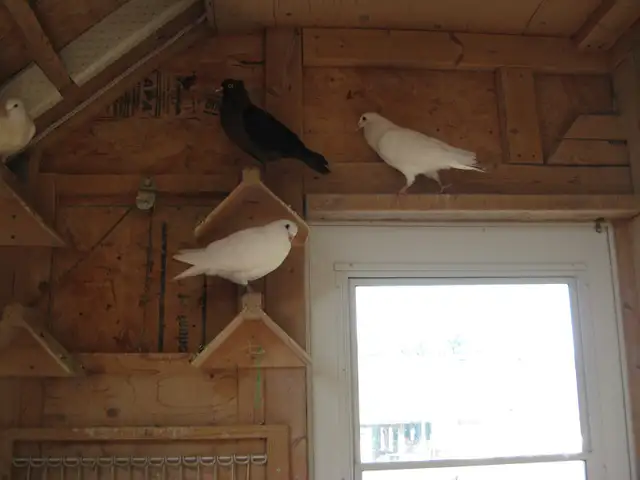 Pigeons ( PURE BRED )