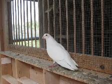 Pigeons ( PURE BRED ) - Photo 2